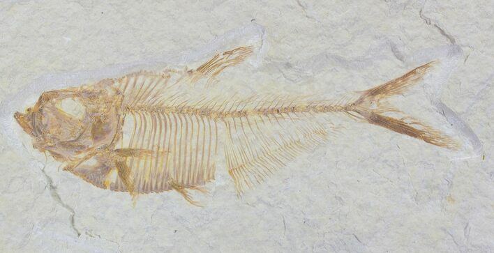 Detailed, Diplomystus Fossil Fish - Wyoming #79066